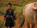 Walking the buffalo.